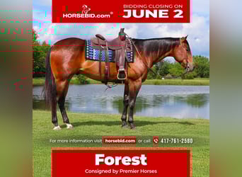 American Quarter Horse, Wallach, 4 Jahre, 155 cm, Rotbrauner