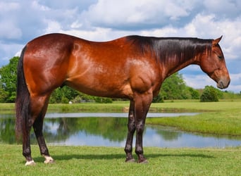 American Quarter Horse, Wallach, 4 Jahre, 155 cm, Rotbrauner