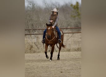 American Quarter Horse, Wallach, 4 Jahre, 155 cm, Rotbrauner
