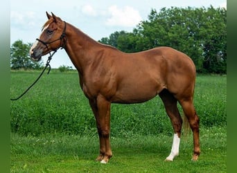 American Quarter Horse, Wallach, 4 Jahre, 155 cm, Rotbrauner