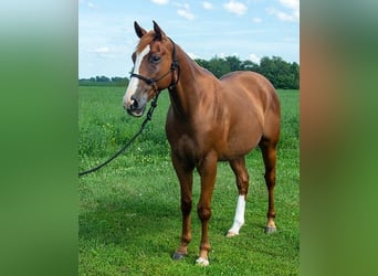 American Quarter Horse, Wallach, 4 Jahre, 155 cm, Rotbrauner
