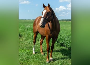 American Quarter Horse, Wallach, 4 Jahre, 155 cm, Rotbrauner