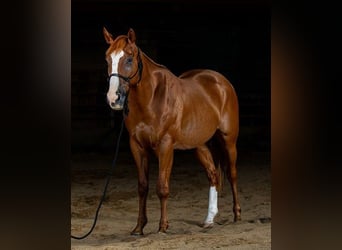American Quarter Horse, Wallach, 4 Jahre, 155 cm, Rotbrauner