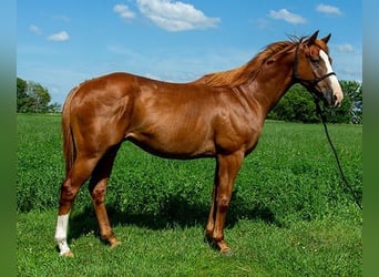 American Quarter Horse, Wallach, 4 Jahre, 155 cm, Rotbrauner