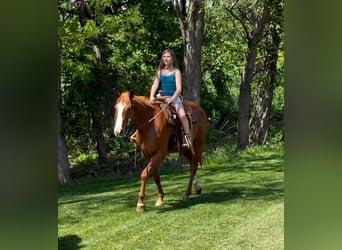 American Quarter Horse, Wallach, 4 Jahre, 155 cm, Rotbrauner
