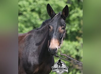 American Quarter Horse, Wallach, 4 Jahre, 155 cm, Rotbrauner