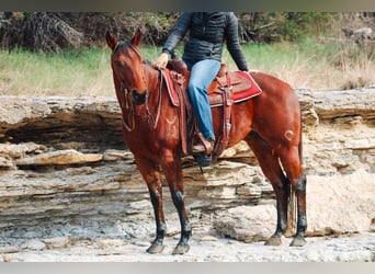 American Quarter Horse, Wallach, 4 Jahre, 155 cm, Rotbrauner