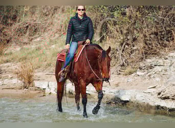 American Quarter Horse, Wallach, 4 Jahre, 155 cm, Rotbrauner