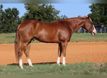 American Quarter Horse, Wallach, 4 Jahre, 155 cm, Rotfuchs
