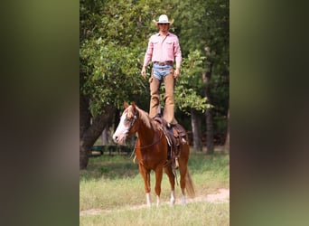 American Quarter Horse, Wallach, 4 Jahre, 155 cm, Rotfuchs