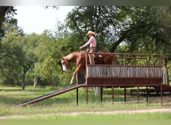 American Quarter Horse, Wallach, 4 Jahre, 155 cm, Rotfuchs