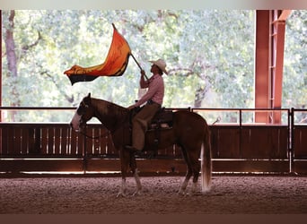 American Quarter Horse, Wallach, 4 Jahre, 155 cm, Rotfuchs