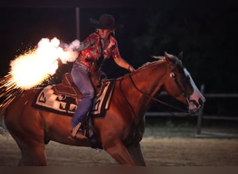 American Quarter Horse, Wallach, 4 Jahre, 155 cm, Rotfuchs