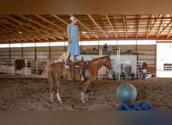 American Quarter Horse, Wallach, 4 Jahre, 155 cm, Rotfuchs