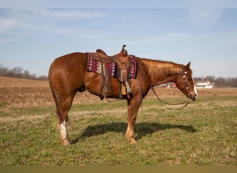 American Quarter Horse, Wallach, 4 Jahre, 155 cm, Rotfuchs
