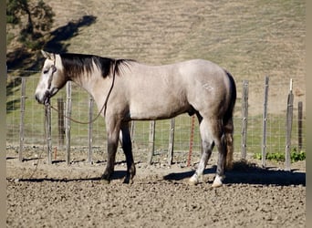 American Quarter Horse, Wallach, 4 Jahre, 155 cm, Schimmel
