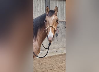 American Quarter Horse, Wallach, 4 Jahre, 156 cm, Buckskin