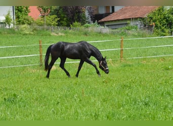 American Quarter Horse, Wallach, 4 Jahre, 156 cm, Rappe