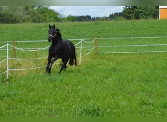 American Quarter Horse, Wallach, 4 Jahre, 156 cm, Rappe