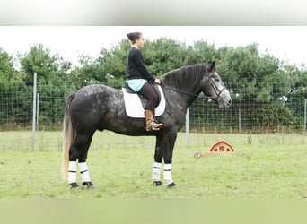 American Quarter Horse, Wallach, 4 Jahre, 157 cm, Apfelschimmel