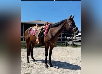 American Quarter Horse, Wallach, 4 Jahre, 157 cm, Brauner