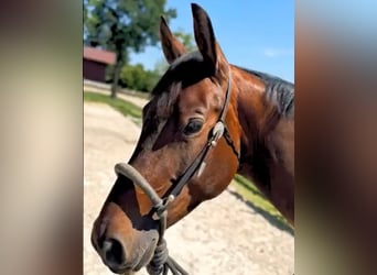 American Quarter Horse, Wallach, 4 Jahre, 157 cm, Brauner