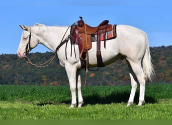 American Quarter Horse, Wallach, 4 Jahre, 157 cm, Cremello