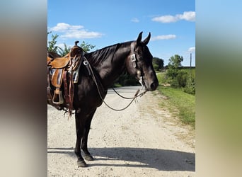 American Quarter Horse, Wallach, 4 Jahre, 157 cm, Rappe