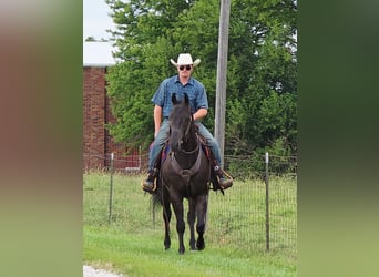 American Quarter Horse, Wallach, 4 Jahre, 157 cm, Rappe