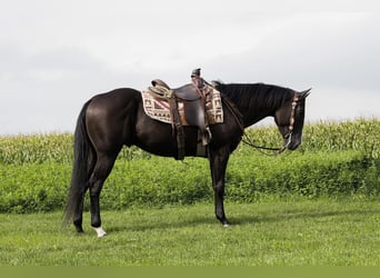 American Quarter Horse, Wallach, 4 Jahre, 157 cm, Rappe