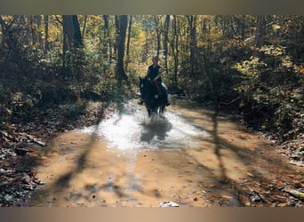 American Quarter Horse, Wallach, 4 Jahre, 157 cm, Rappe