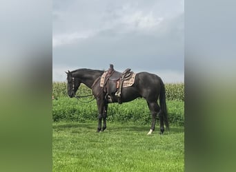 American Quarter Horse, Wallach, 4 Jahre, 157 cm, Rappe