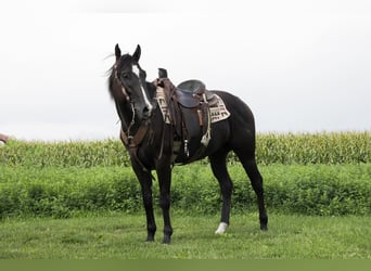 American Quarter Horse, Wallach, 4 Jahre, 157 cm, Rappe