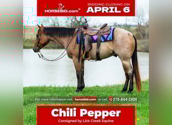 American Quarter Horse, Wallach, 4 Jahre, 157 cm, Roan-Bay