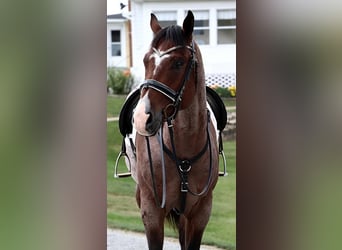 American Quarter Horse, Wallach, 4 Jahre, 157 cm, Roan-Bay