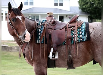 American Quarter Horse, Wallach, 4 Jahre, 157 cm, Roan-Bay