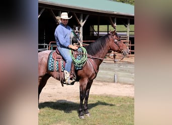 American Quarter Horse, Wallach, 4 Jahre, 157 cm, Roan-Bay