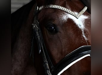 American Quarter Horse, Wallach, 4 Jahre, 157 cm, Roan-Bay