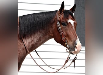 American Quarter Horse, Wallach, 4 Jahre, 157 cm, Roan-Bay