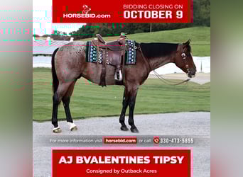 American Quarter Horse, Wallach, 4 Jahre, 157 cm, Roan-Bay