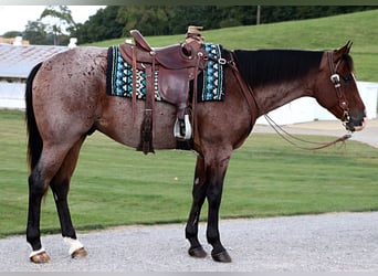 American Quarter Horse, Wallach, 4 Jahre, 157 cm, Roan-Bay