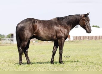 American Quarter Horse, Wallach, 4 Jahre, 157 cm, Roan-Blue