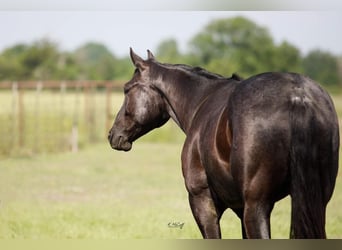 American Quarter Horse, Wallach, 4 Jahre, 157 cm, Roan-Blue