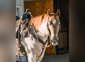American Quarter Horse, Wallach, 4 Jahre, 157 cm, Roan-Red