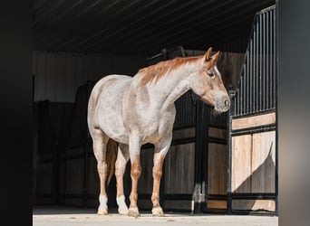 American Quarter Horse, Wallach, 4 Jahre, 157 cm, Roan-Red