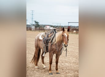 American Quarter Horse, Wallach, 4 Jahre, 157 cm, Roan-Red
