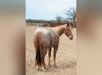 American Quarter Horse, Wallach, 4 Jahre, 157 cm, Roan-Red