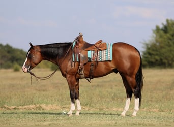 American Quarter Horse, Wallach, 4 Jahre, 157 cm, Rotbrauner