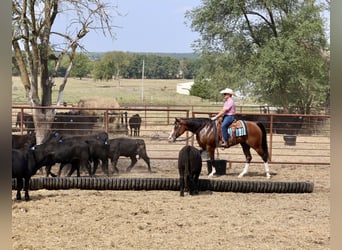 American Quarter Horse, Wallach, 4 Jahre, 157 cm, Rotbrauner