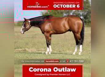 American Quarter Horse, Wallach, 4 Jahre, 157 cm, Rotbrauner